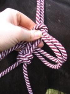 rope halter, tie off, latch knot