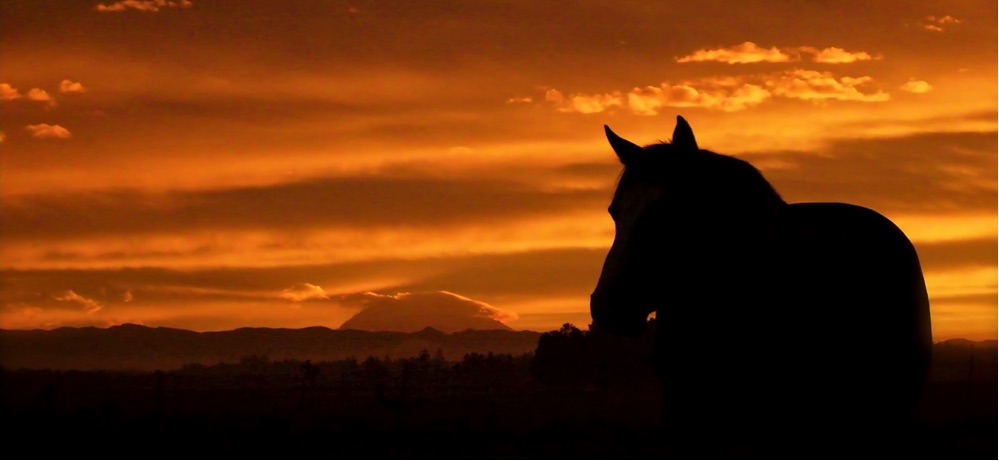 Sunset Halters natural horsemanship training
